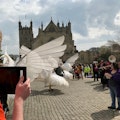 Carnival of the Animals - filming live to RAMM Museum Exeter facebook page with ipads and Switcher Studio
